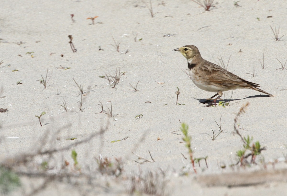 Horned Lark - Nick Anich