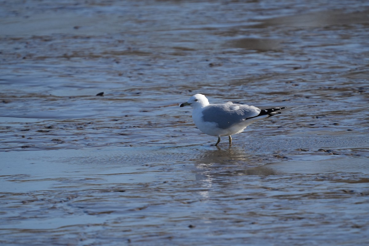 Ring-billed Gull - ML616698462