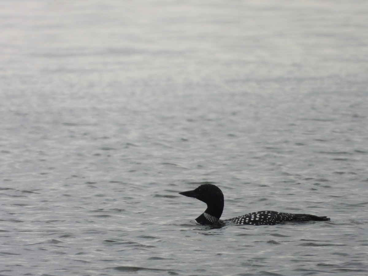 Common Loon - ML616698472