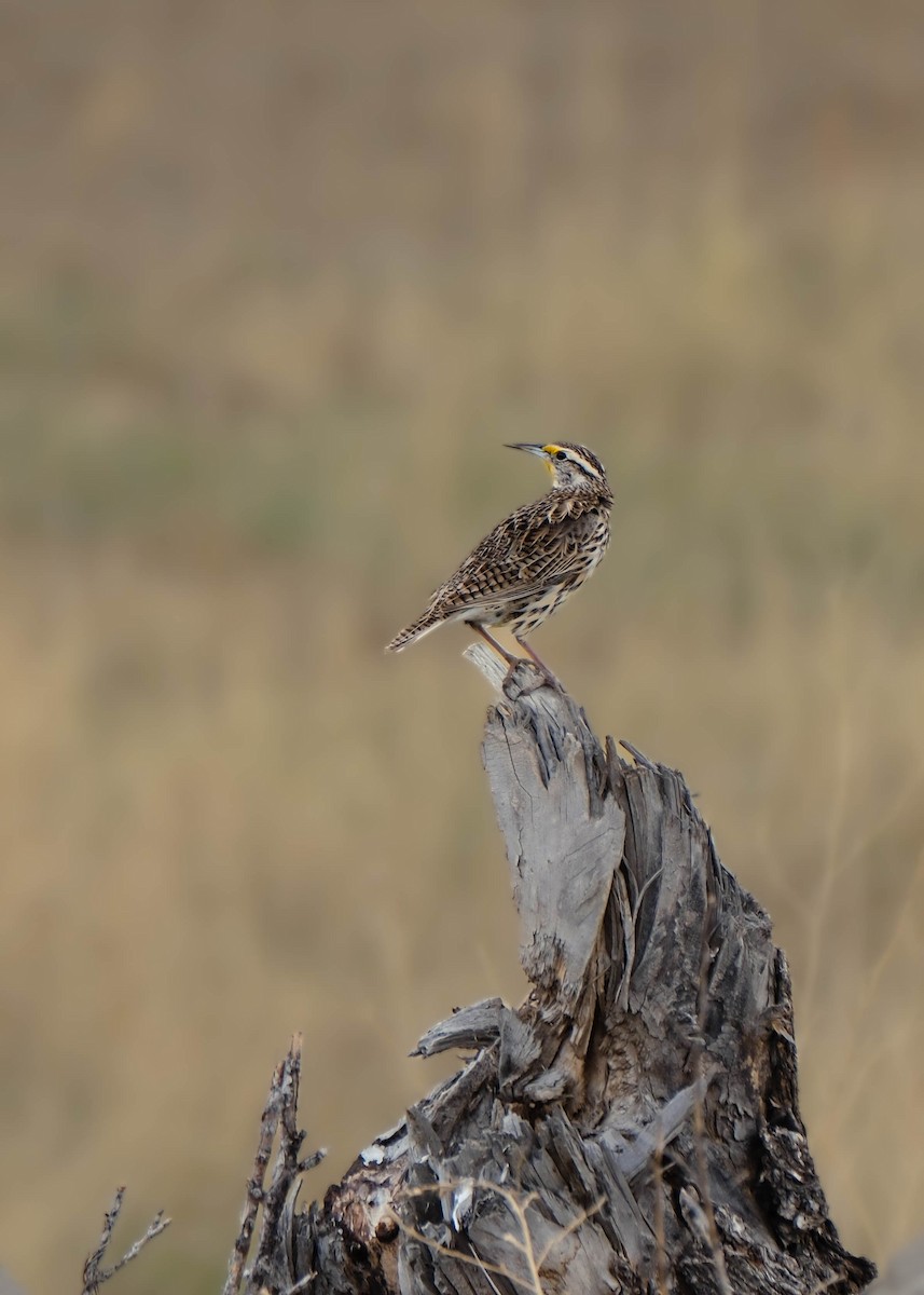 Western Meadowlark - ML616698477