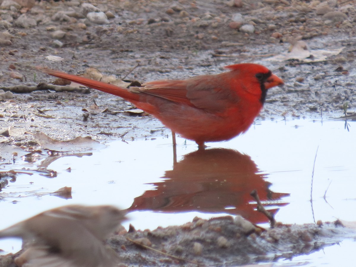 Northern Cardinal - Mike Nelson