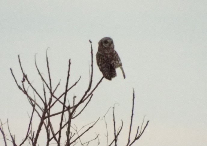 Short-eared Owl - ML616698524