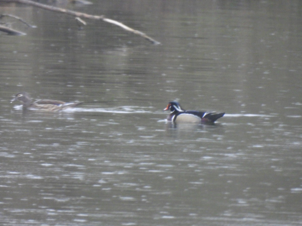 Wood Duck - Logan McHie