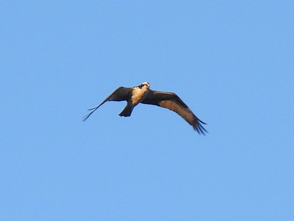 Águila Pescadora - ML616698568