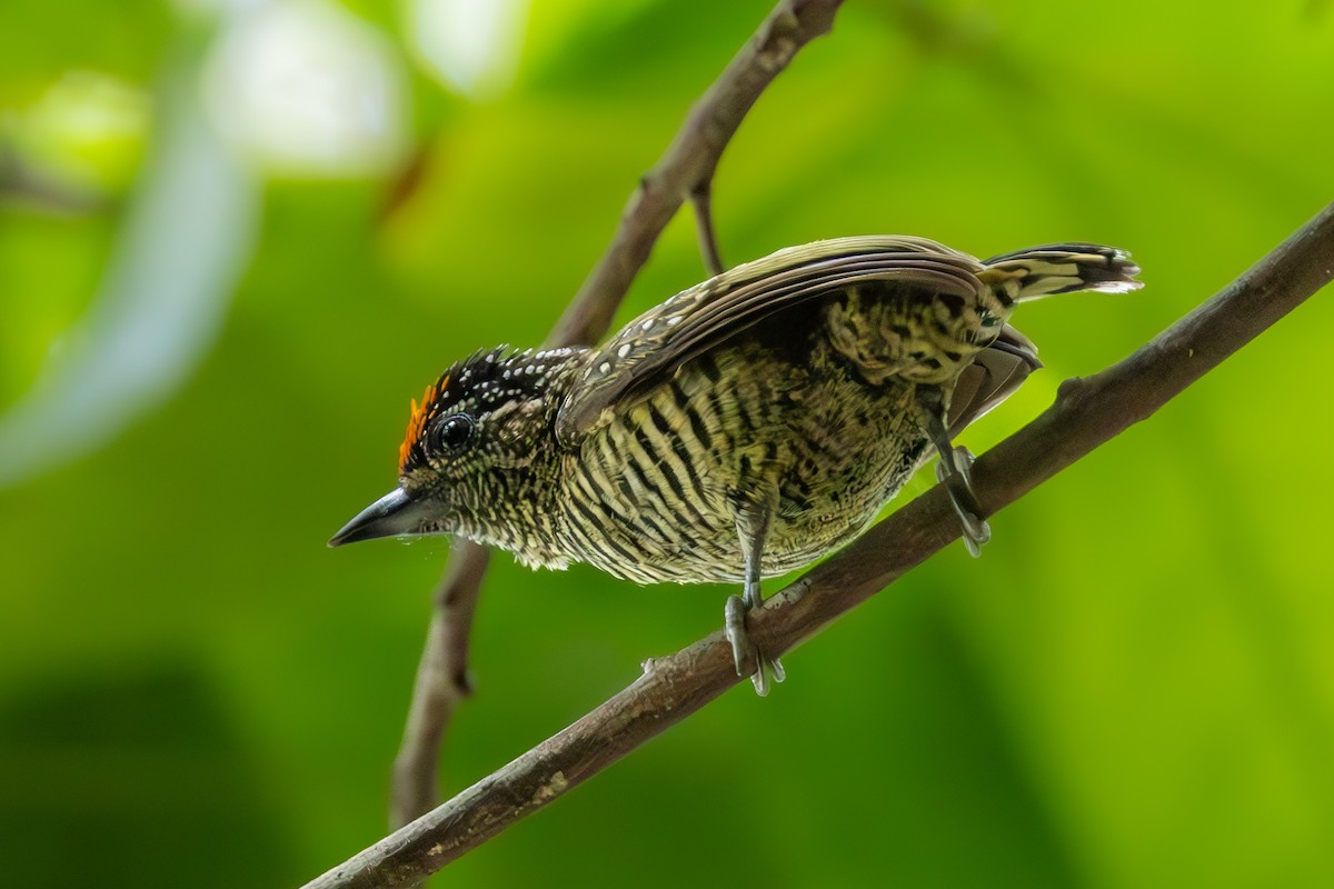 Golden-spangled Piculet - Mason Flint