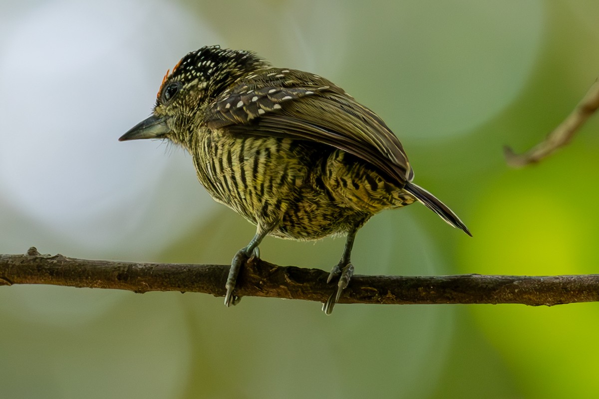 Golden-spangled Piculet - Mason Flint