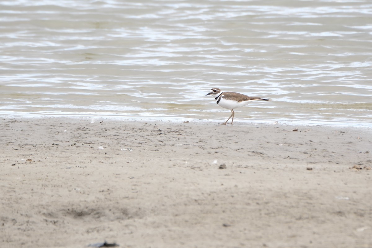 Killdeer - ML616698650
