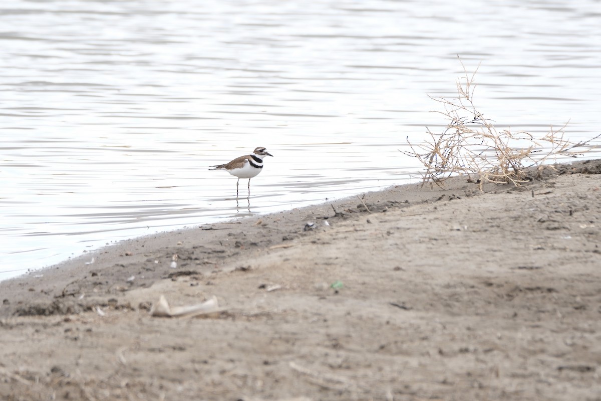 Killdeer - ML616698651