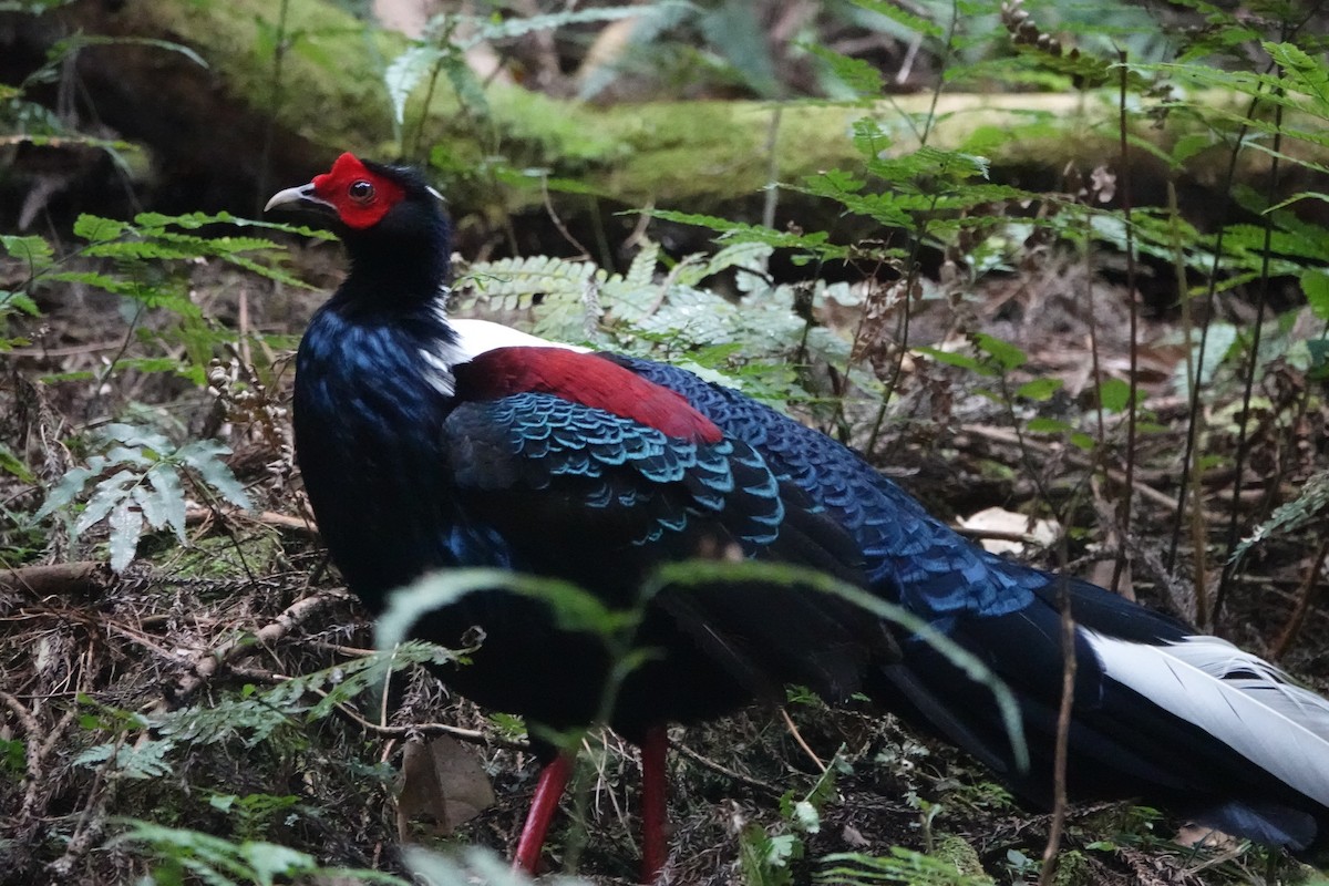 Swinhoe's Pheasant - ML616698700