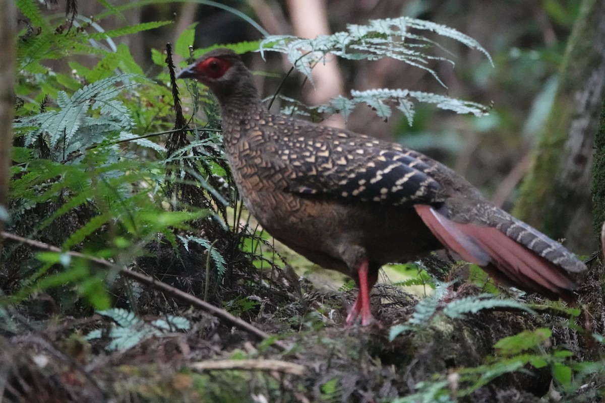 Swinhoe's Pheasant - ML616698702