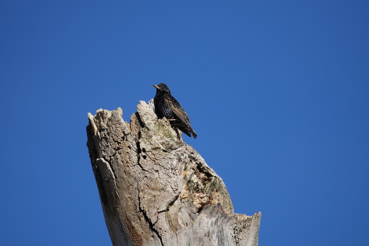 European Starling - ML616698703