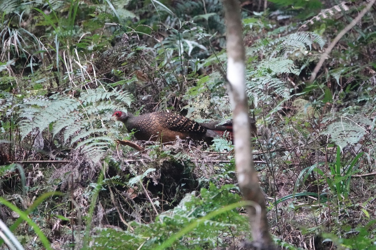 Swinhoe's Pheasant - ML616698704