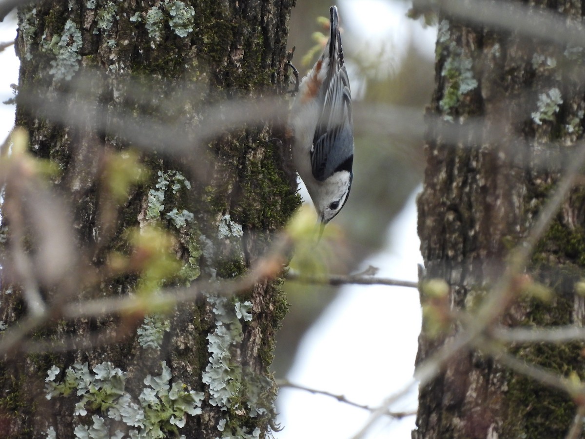 White-breasted Nuthatch - Terri Martindale