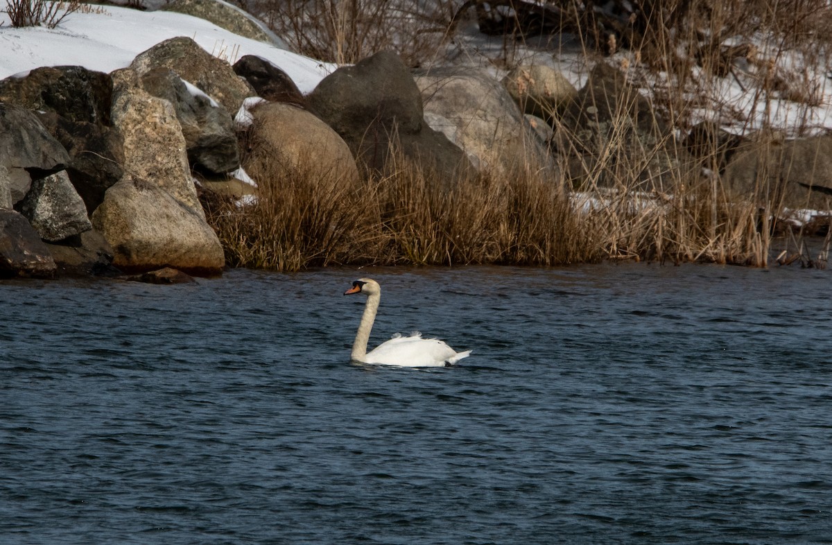 Mute Swan - ML616698713