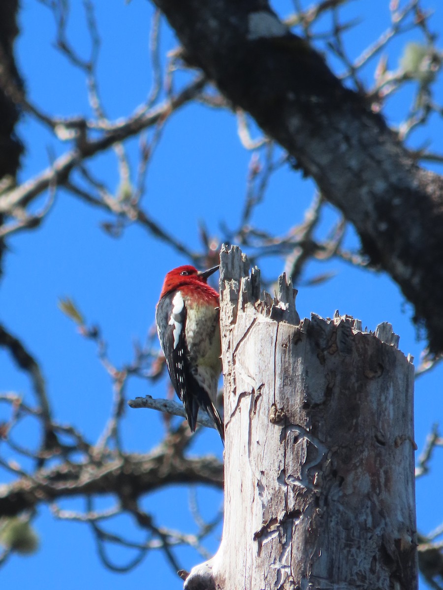 Red-breasted Sapsucker - ML616698728