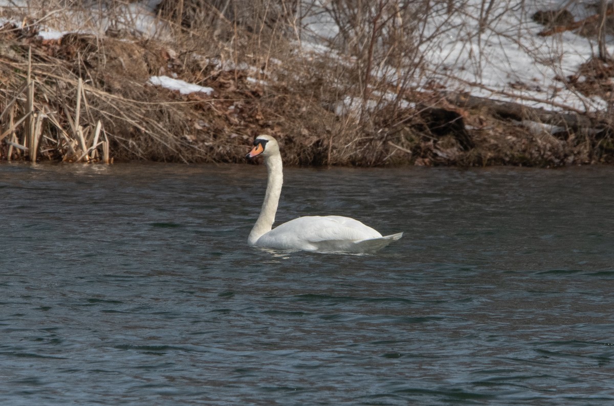 Mute Swan - ML616698750