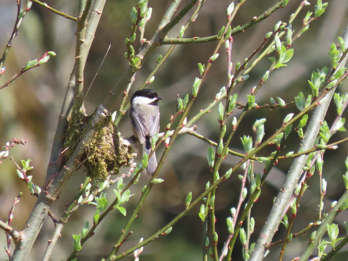 Black-capped Chickadee - ML616698752