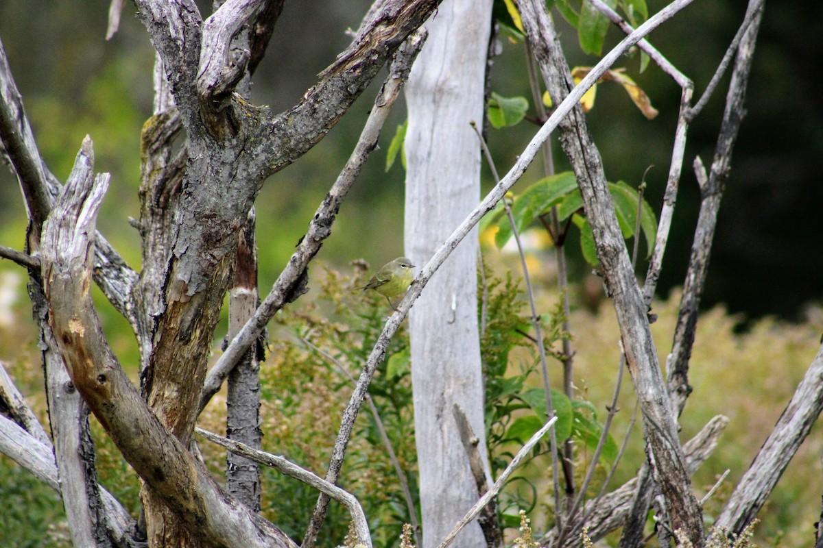 Orange-crowned Warbler - ML616698762