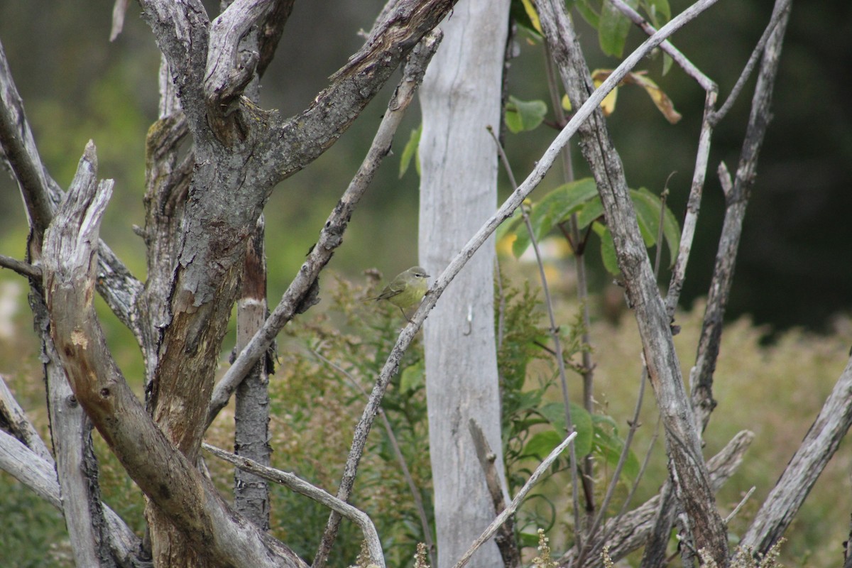 Orange-crowned Warbler - ML616698763
