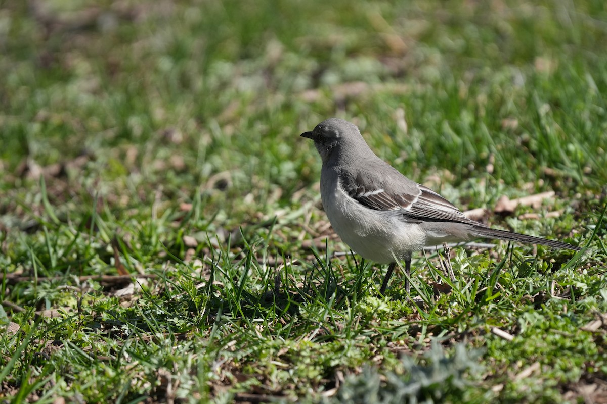 Northern Mockingbird - ML616698767