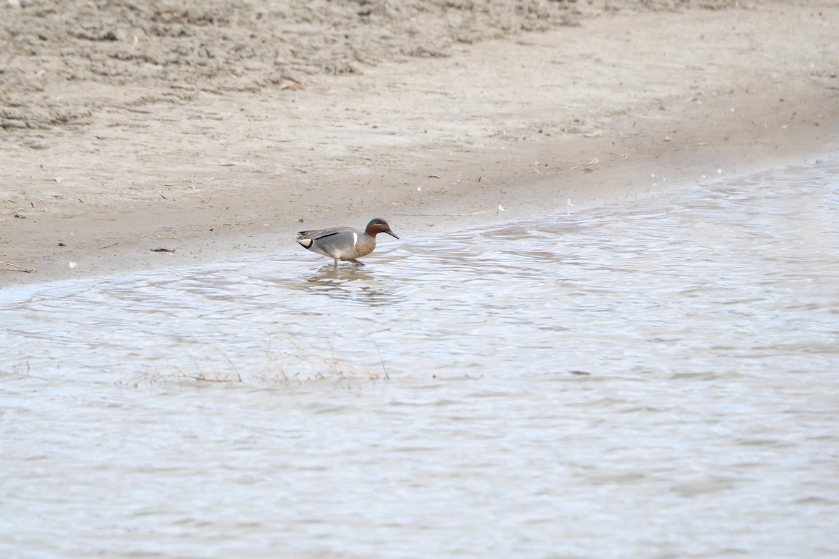 Green-winged Teal - ML616698774