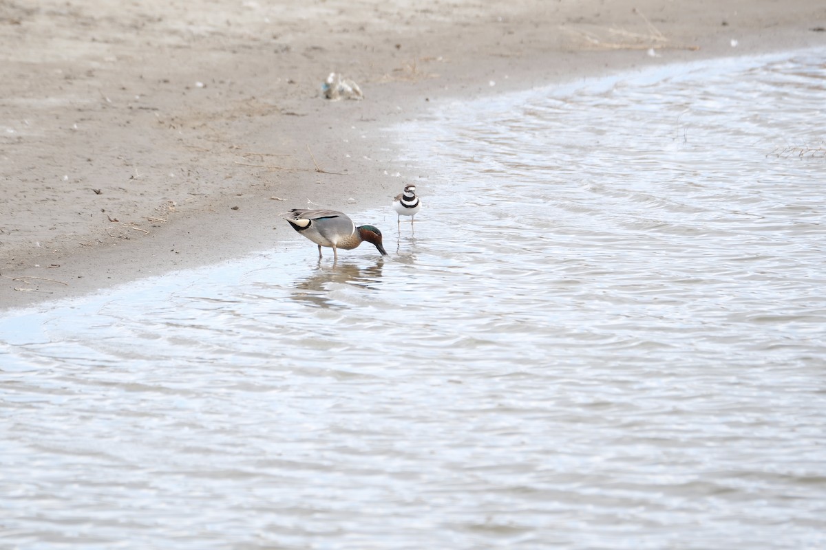 Green-winged Teal - ML616698775