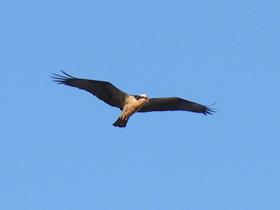 Balbuzard pêcheur - ML616698783