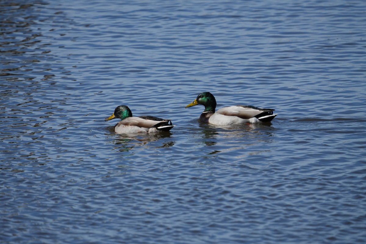 Canard colvert - ML616698799