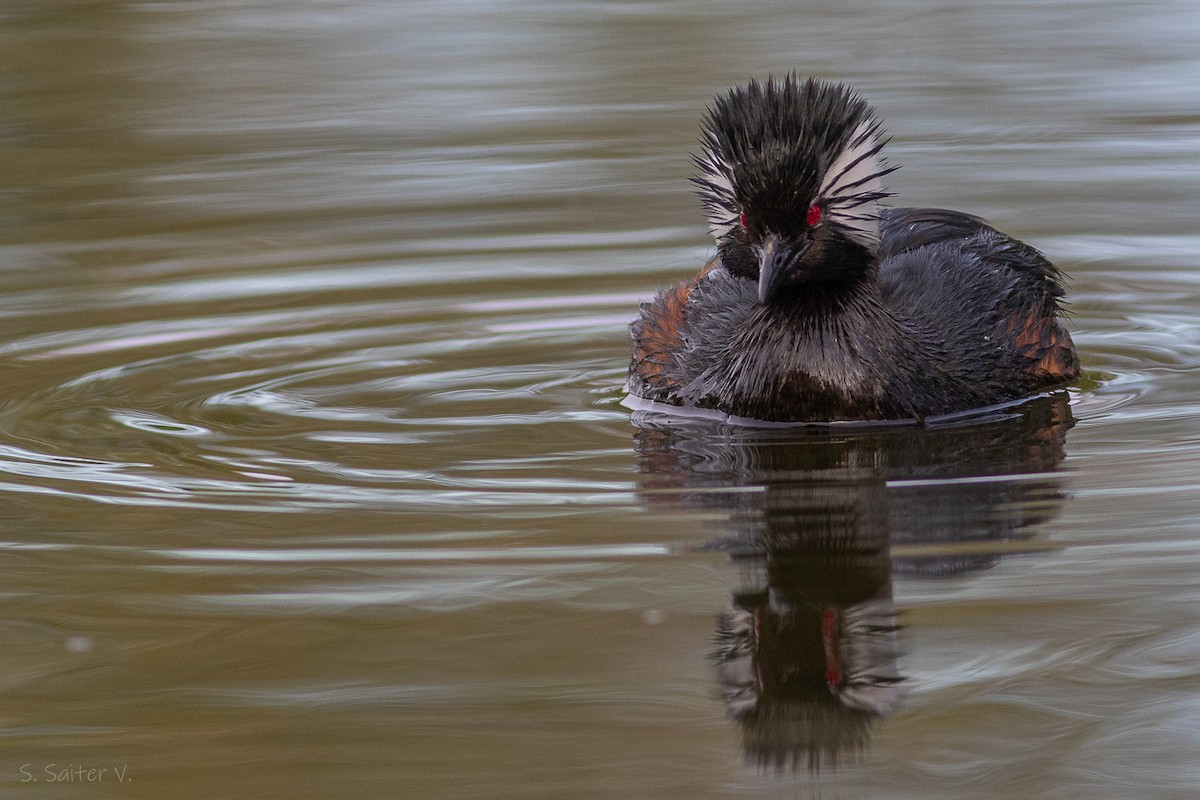 White-tufted Grebe - ML616698874