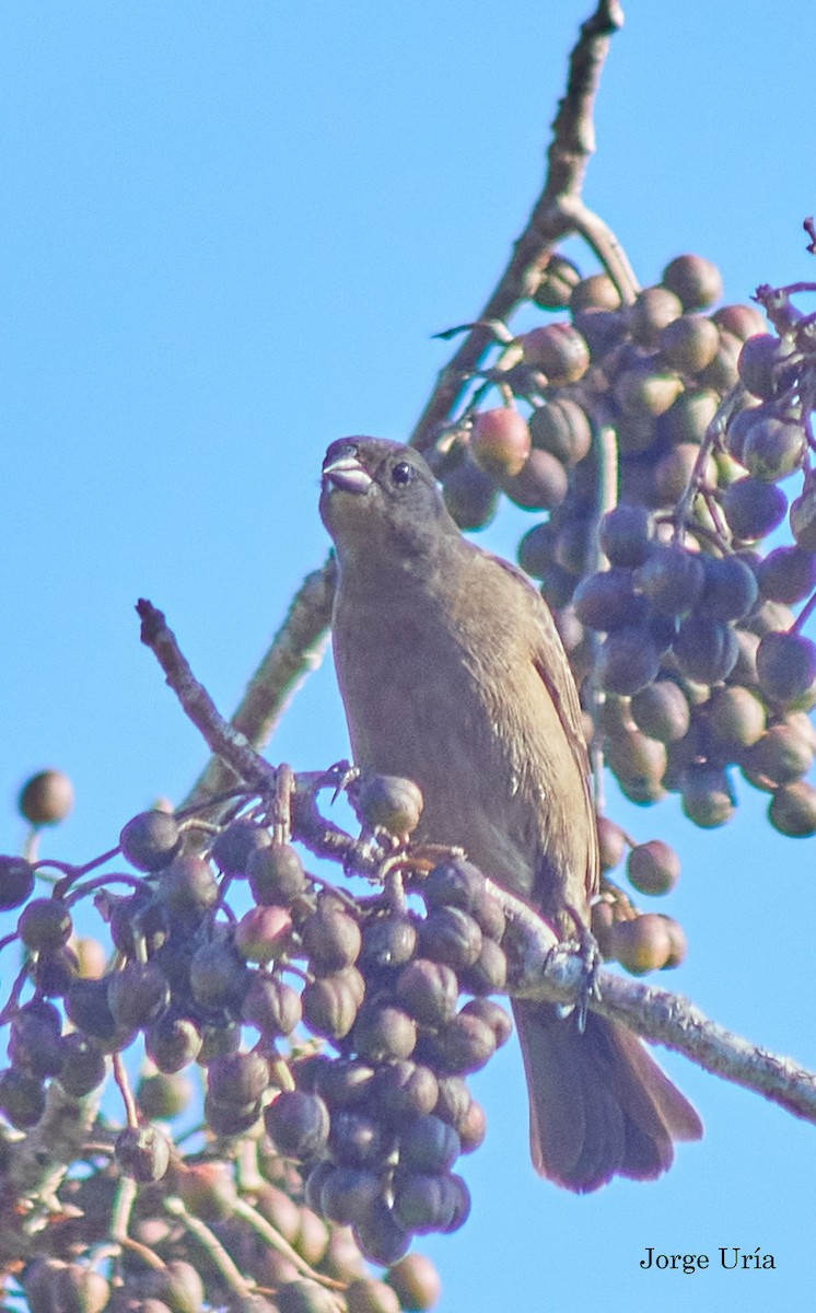 Shiny Cowbird - ML616698906