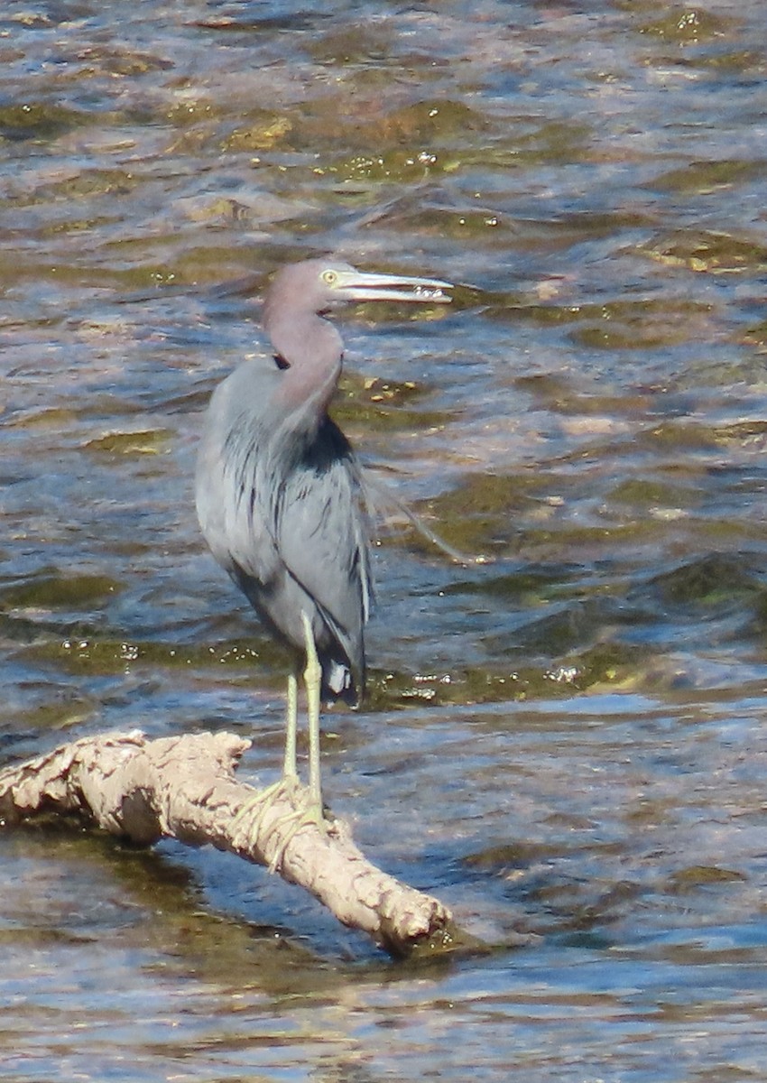 Little Blue Heron - ML616698924