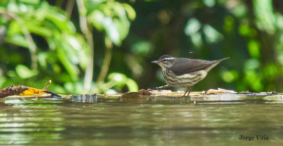 Louisiana Waterthrush - ML616698947