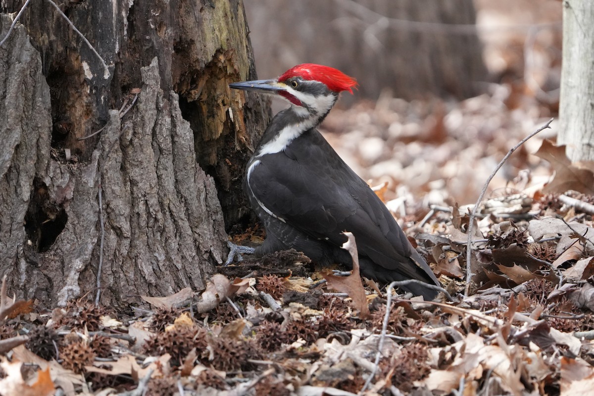 Pileated Woodpecker - ML616698950