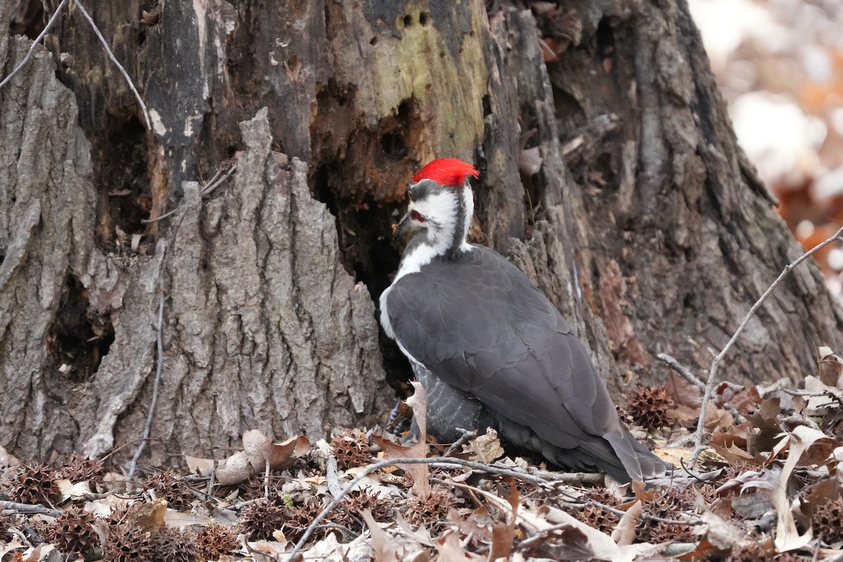 Pileated Woodpecker - Tony Birder