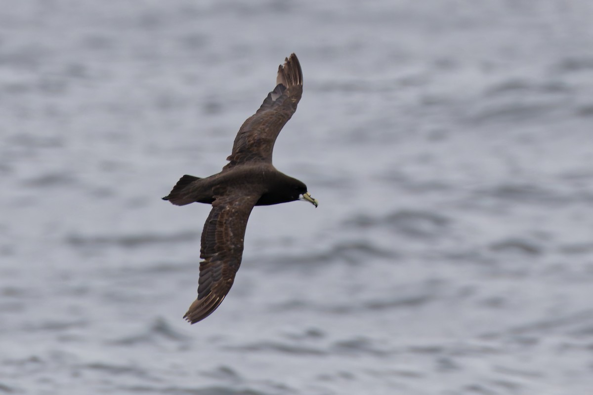 White-chinned Petrel - ML616698965