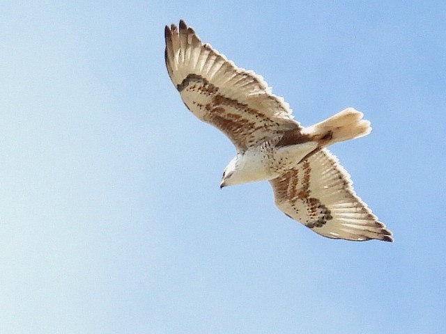 Ferruginous Hawk - ML616699001