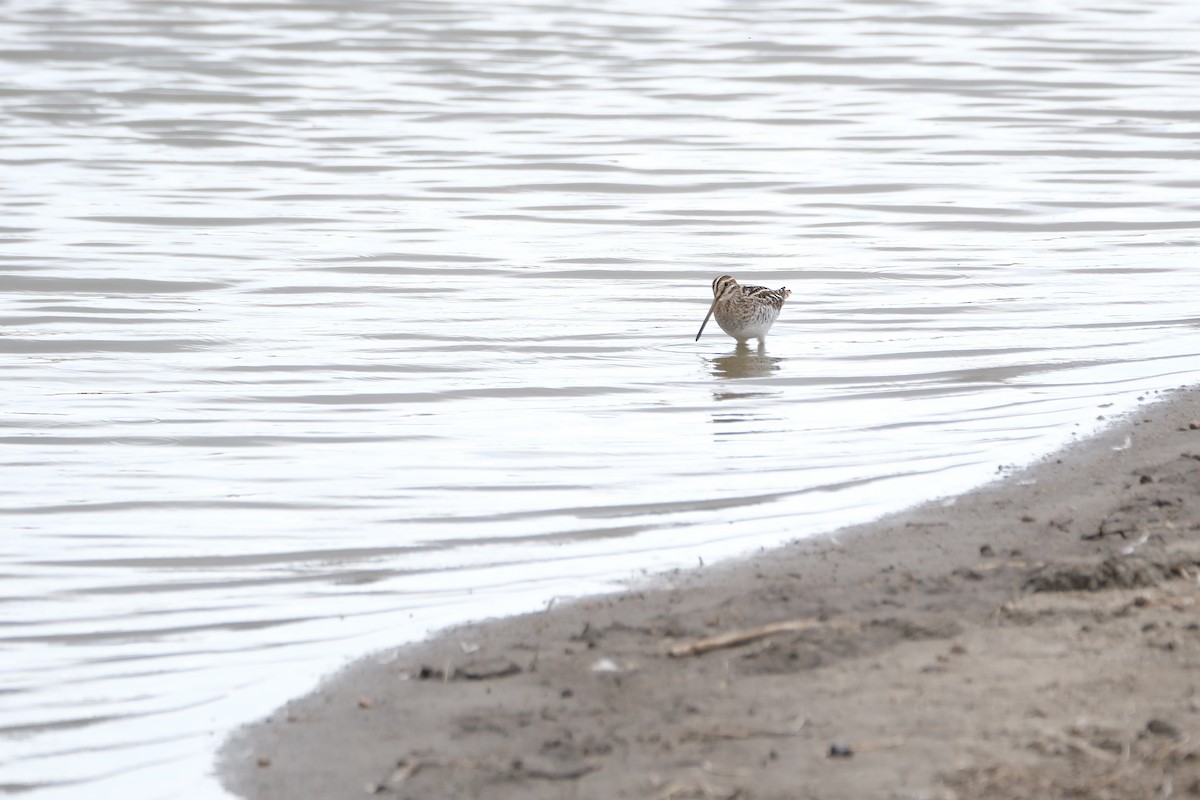 Wilson's Snipe - ML616699017
