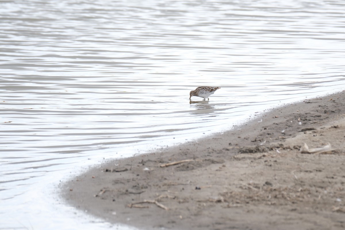 Wilson's Snipe - ML616699018