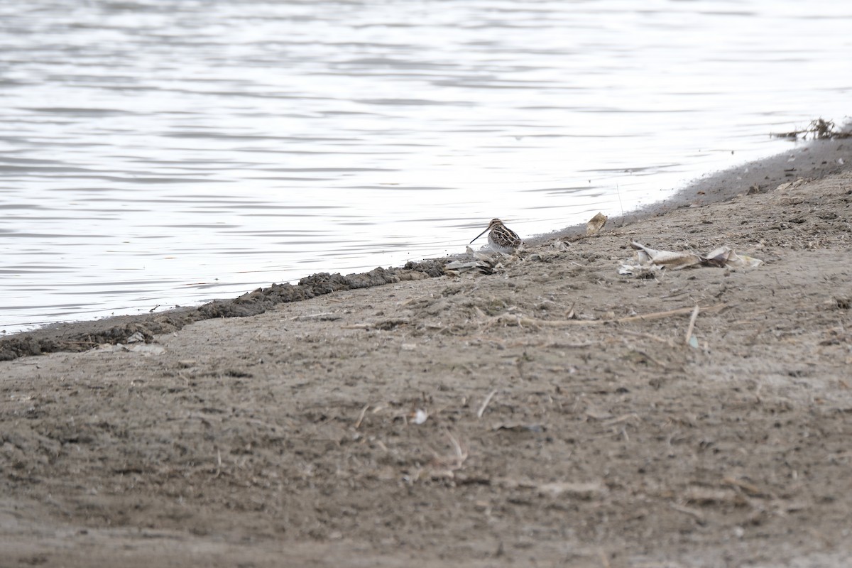 Wilson's Snipe - ML616699019