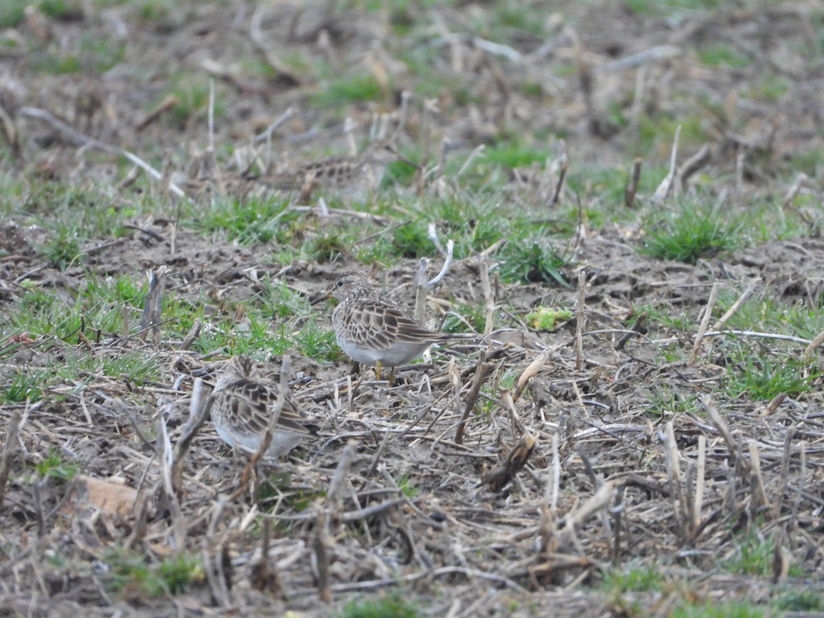 Pectoral Sandpiper - ML616699029