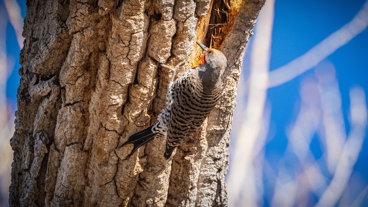 Northern Flicker - Michael McGovern