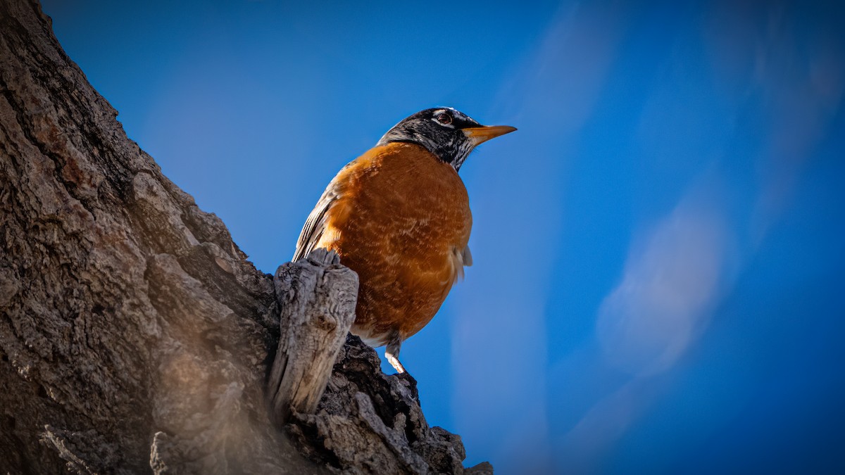 American Robin - Michael McGovern