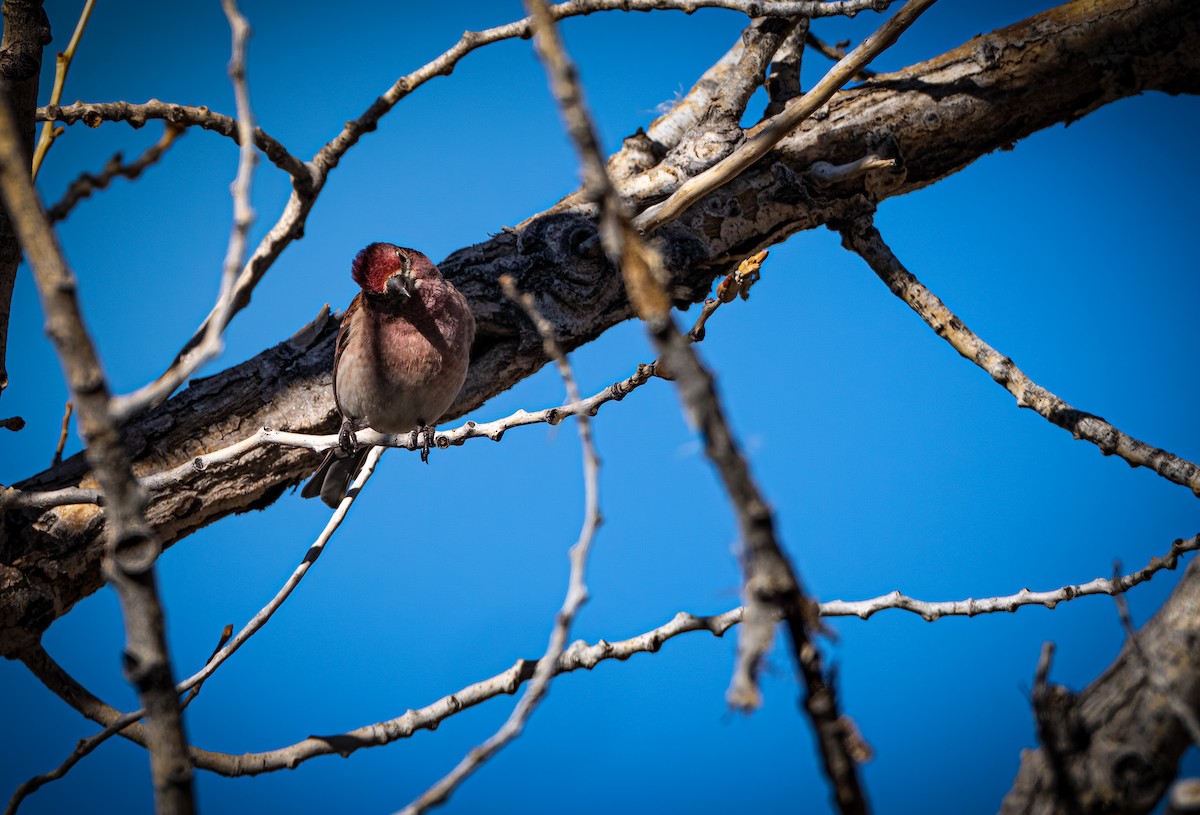 Cassin's Finch - Michael McGovern