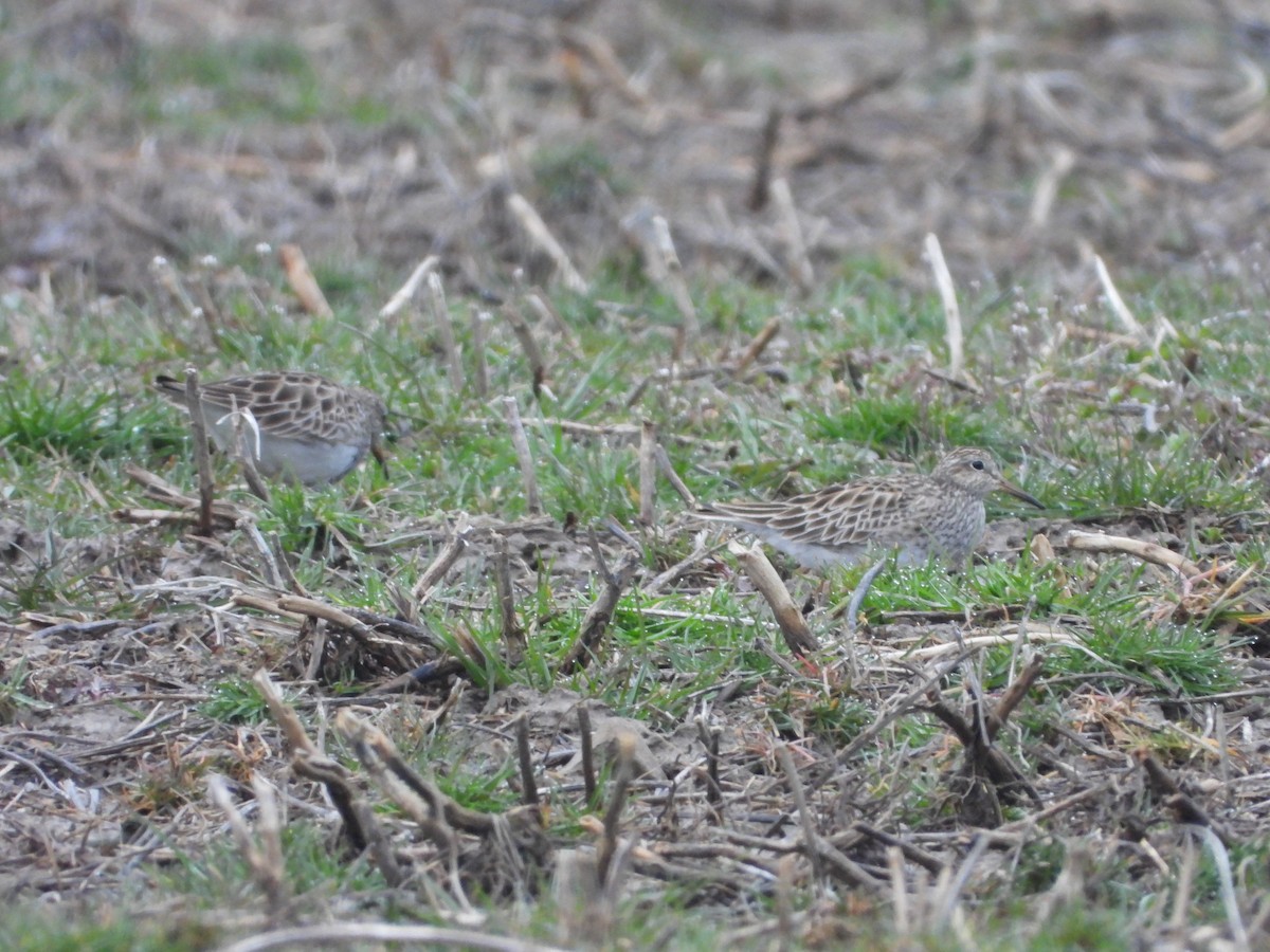 Pectoral Sandpiper - ML616699056