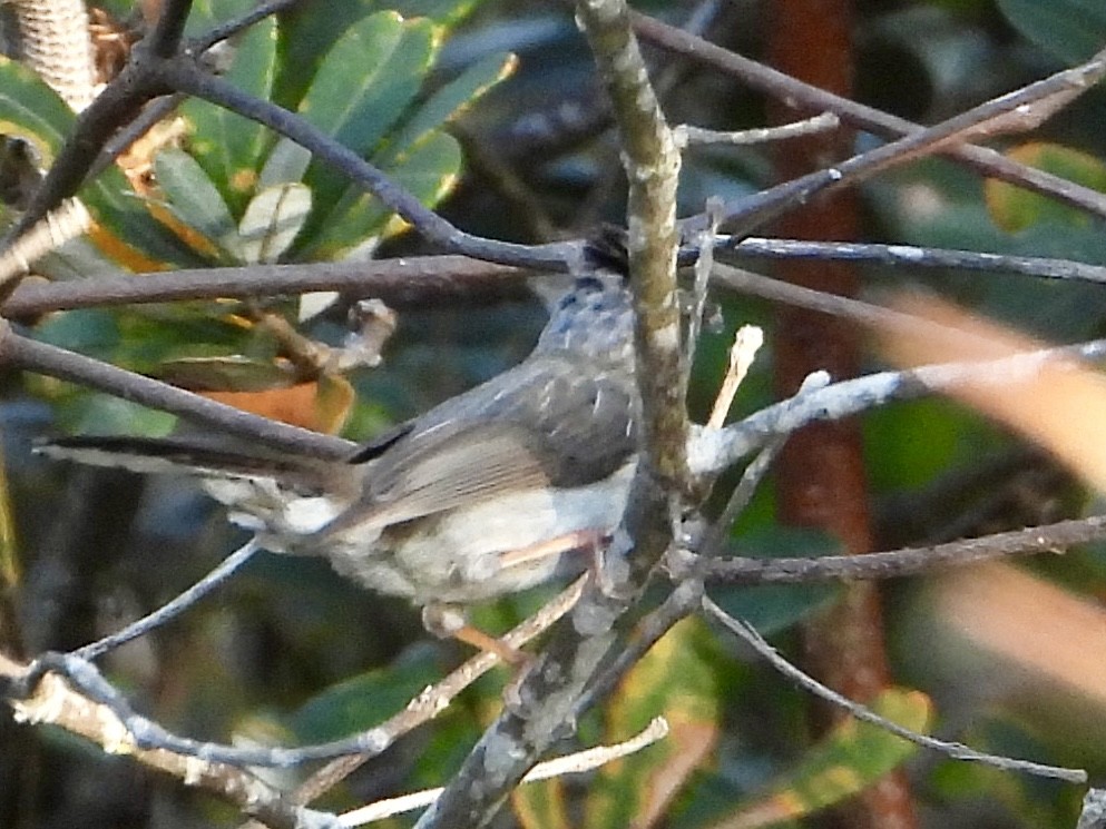 Striated Yuhina - Joe Corcoran