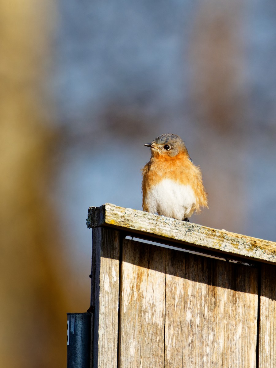 Eastern Bluebird - Ruogu Li