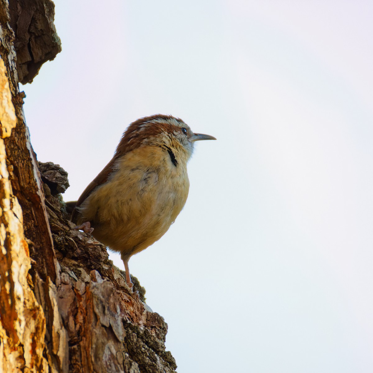 Carolina Wren - ML616699138