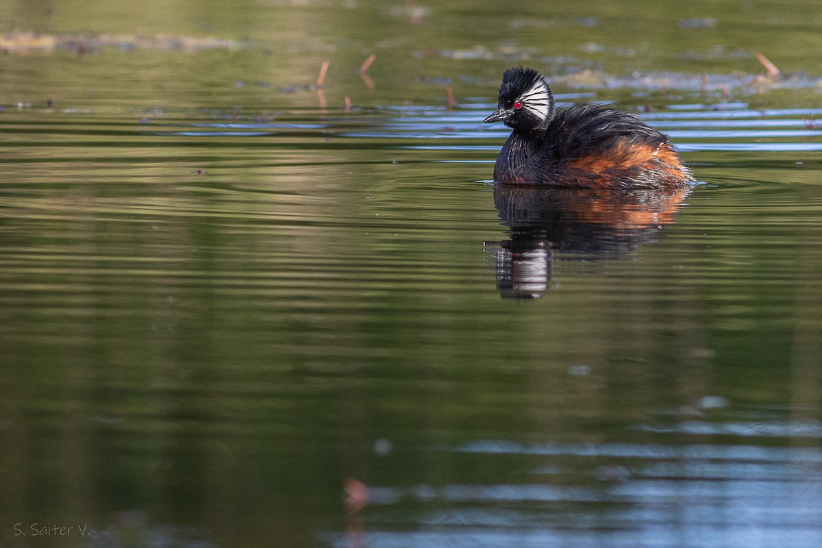 White-tufted Grebe - ML616699152