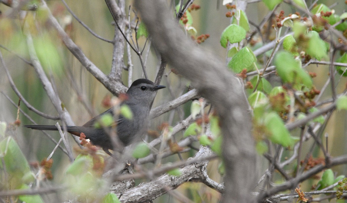 Gray Catbird - ML616699157