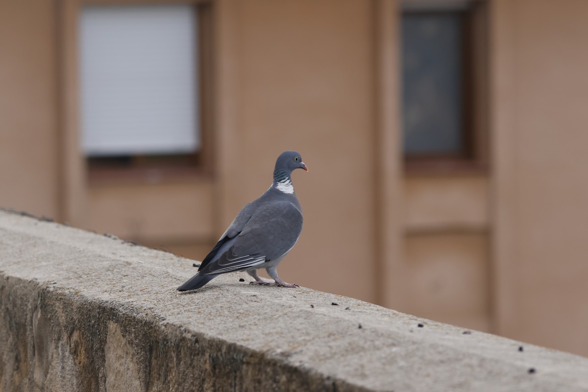Common Wood-Pigeon - Jon Aird